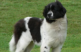 Newfoundland dogs